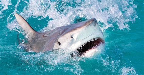 In the last 30 years, global unprovoked shark attacks have on average trended upward. ... There is a nursery for sand tiger sharks located off Fire Island along the southern shore of Long Island.